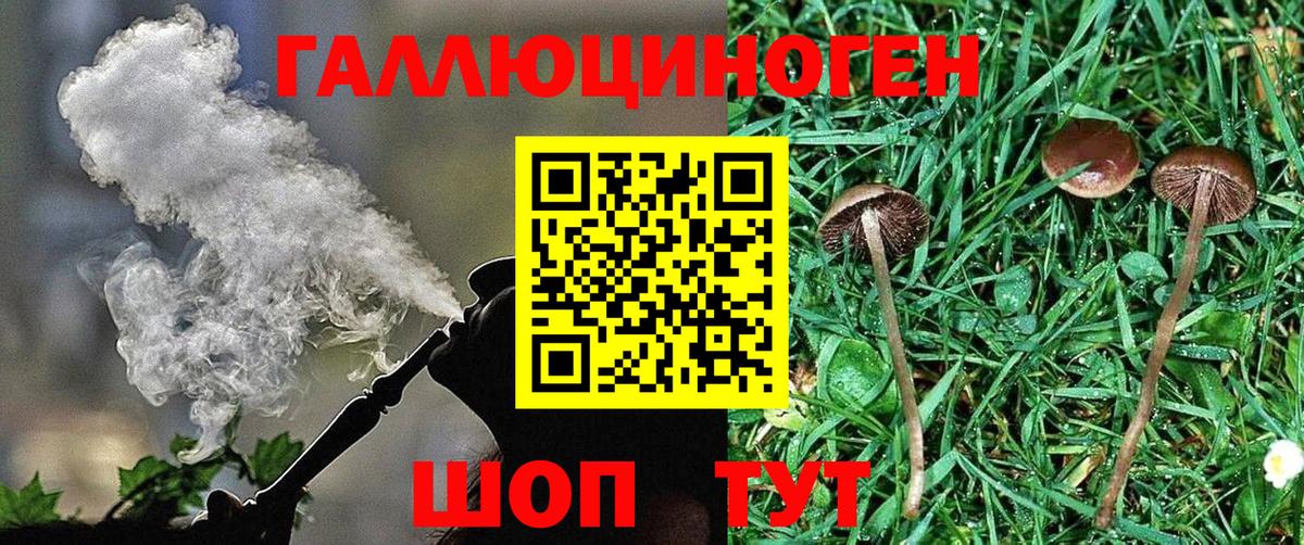 Псилоцибиновые грибы Psilocybe  Вход с VPN  Горно-Алтайск 